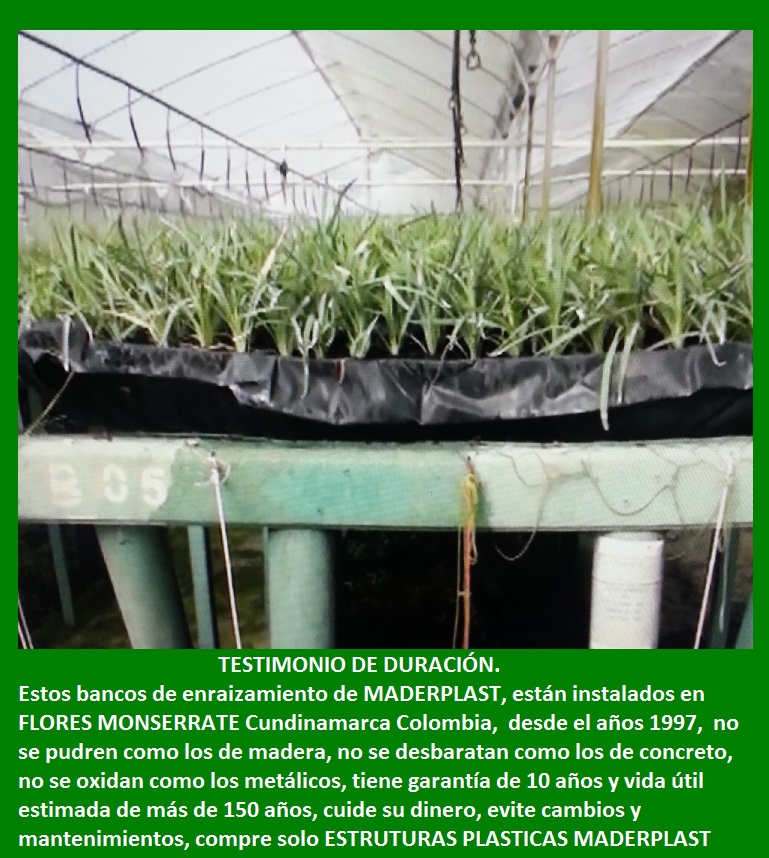 bancos de enraizamiento banco para enraizar y propagar flores clavel rosa esqueje brotes maderas plásticas maderplast para bancos de germinación de flores propagación de plantas vivas camas 002 bancos de enraizamiento banco para enraizar y propagar flores clavel rosa esqueje brotes maderas plásticas maderplast para bancos de enraizamiento banco para enraizar y propagar flores clavel rosa esqueje brotes maderas plásticas maderplast para bancos de germinación de flores propagación de plantas vivas camas 002 bancos de germinación de flores propagación de plantas vivas camas 002